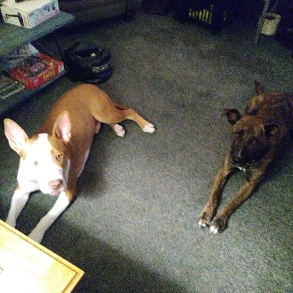 Meet your Posher, Freddie - Picture 1 of 1